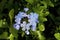 Blue Plumbago  846460