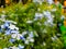Blue Plumbago Auriculata Flower Plant