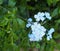 Blue Plumbago In Bloom