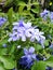 Blue plumbago flower