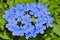 Blue Plumbago flowers with a green background.