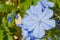 Blue Plumbago flowers Plumbago auriculata on green background