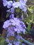 Blue Plumbago with green leaves