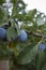 Blue plums on the tree