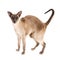 Blue point Siamese