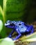 Blue Poison Dart Frog