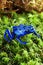 Blue Poison Dart Frog