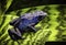 Blue poison dart frog