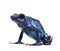 Blue Poison Dart frog against white background