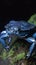 Blue Poison Dart Frog - Agalychnis glaucippe