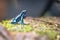 The blue poison dart frog or blue poison arrow frog a poison dart frog