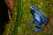 Blue Poison Dart Frog climbing.