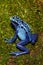 Blue Poison Dart Frog climbing.