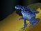 Blue poison dart frog - Dendrobates-pumilio on dark blue background