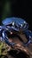 Blue poison dart frog (Dendrobates tinctorius)