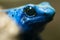 Blue poison dart frog (Dendrobates tinctorius azureus).