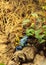 Blue poison dart frog Dendrobates tinctorius azureus and Bumble