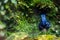 Blue poison dart frog, dendrobates tinctorius closeup in terrarium.