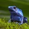 Blue poison dart frog exotic pet amphibian