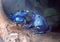 Blue Poison Dart Frog Pair