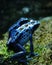 Blue Poison Dart Frogs