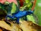 The blue poisonous dart frog