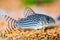 Blue poisson corydoras fish with patterns in the fish tank