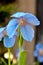 Blue Poppy