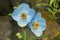 Blue poppy, Meconopsis aculeta, Hemkund Sahib, Uttarakhand, India