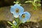 Blue poppy, Meconopsis aculeta, Hemkund Sahib, Uttarakhand, India