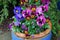 Blue Pot full of colourful Pansies in pink and purple