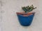 blue pot with green cactus outdoor on Grey background. free copy space.