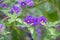 Blue potato bush, Lycianthes rantonnetii, branch with purple flowers