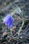 Blue prairie crocus spring flower growing in dry grass in the forest