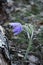 Blue prairie crocus spring flower growing in dry grass in the forest near tree tunk