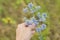 Blue prickly healing plant in wild meadow. Eryngium planum in woman hand