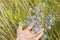 Blue prickly healing plant in wild meadow. Eryngium planum in woman hand