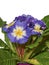Blue Primula