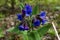 Blue Pulmonaria flower