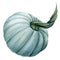 Blue pumpkin on an isolated white background, watercolor drawing