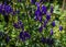 blue purple aconite flowers, monkshood, wolfsbane on a green bush, perennial in summer garden