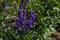 Blue purple aconite flowers, monkshood, wolfsbane on a green bushes, perennial in summer garden