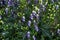 blue purple aconite flowers with young immature green buds, monkshood, wolfsbane on a bush, perennial