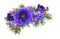 Blue and purple anemones, hyacinths and pink waxflowers with twigs of Christmas tree in a corner festive arrangement isolated on