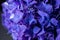 Blue purple beautiful flowers in bloom bouquet
