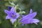 Blue - purple bellflower (Campanula)