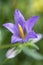 Blue - purple bellflower (Campanula)