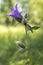 Blue - purple bellflower (Campanula)