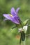 Blue - purple bellflower (Campanula)