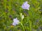 Blue-purple Bellflower, Campanula, flowers with bokeh background, close-up, selective focus, shallow DOF